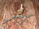 Spatz auf Ast